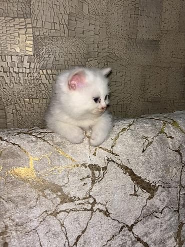 anqor pisik: Təmiz şontland dişi pişiyidir 3 aylıqdır🥰 — 2