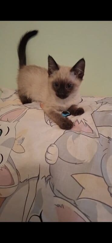 yuxuda ördək balası görmək: Şotland yastı qulaq — 5