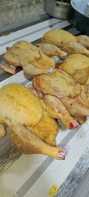 Kənd toyuğu Chicken Bütöv