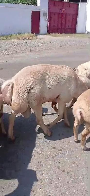 şirin it adları: Dişi, il: 1, Damazlıq, Pulsuz çatdırılma — 3