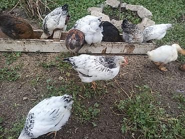 kent cüceleri: Toyuq cücələri, Ətlik — 2