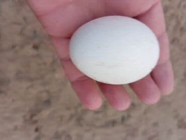 Yumurta: Məhsul: Hind quşu yumurtası mayali — 2