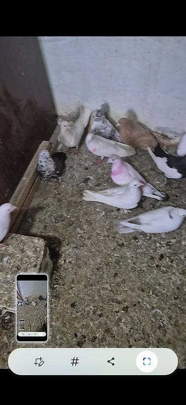 Kom 7 manatdan ünvan bakı naxçıvanski isdiyən 070 232 32 98 əlaqə