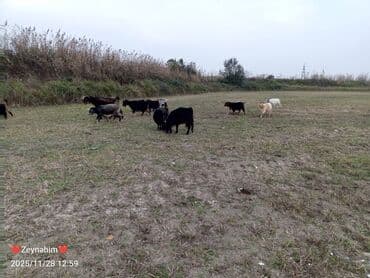 liqorin toyuqlari haqqinda melumat: Icinde bir heleb tekesi olmagla 20 bas dogar keci satilir. tam saglam — 4