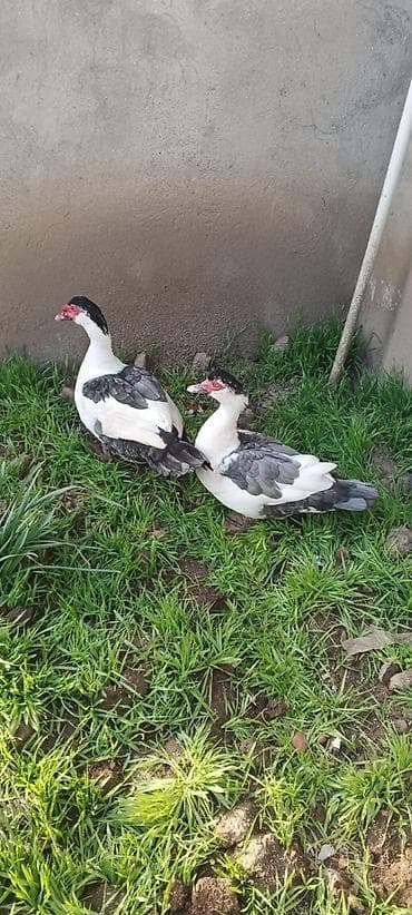 Atlar: SATILIR CÜT TƏMİZ ORGİNAL BLƏÇKHƏAT XORUZ FƏRƏ — 1