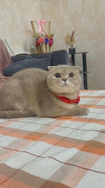 pisi: Şotland yastı qulaq, Yaxşı əllərə — 3