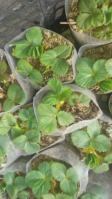 dombalan qiyməti: Çiyələk şitilləri. Açıq hava şərayitində dekabrın sonuna kimi bar — 3