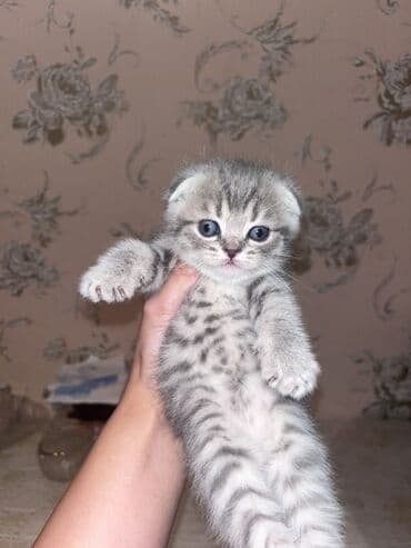 золотая шиншилла котенок: Şotland yastı qulaq, Ünvandan götürmə, Ödənişli çatdırılma — 2