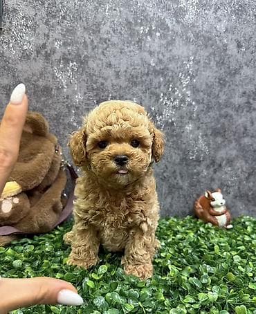 Gəmiricilər: Pudel, 2 ay, Erkek, Peyvəndli — 3