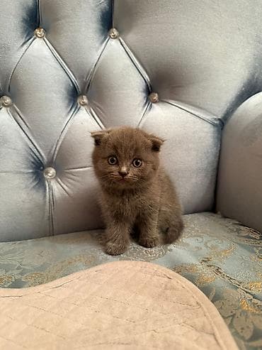 pişik balasi: Şotland yastı qulaq — 2