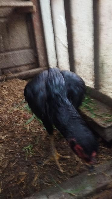 Akvariumlar: Balaliqdan mendedir doyuwken heratin balasidir. anasi ozu sortda — 2