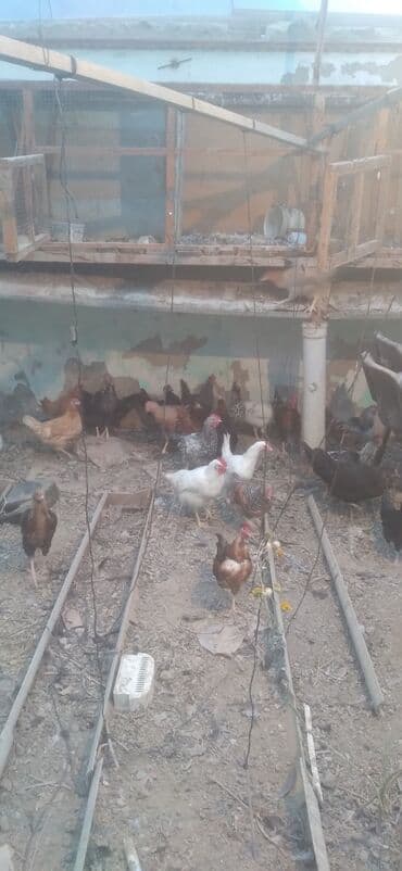 Məişət/həyət üzrə toyuqlar satılır. - Növlər: rəngbərəng yumurta və