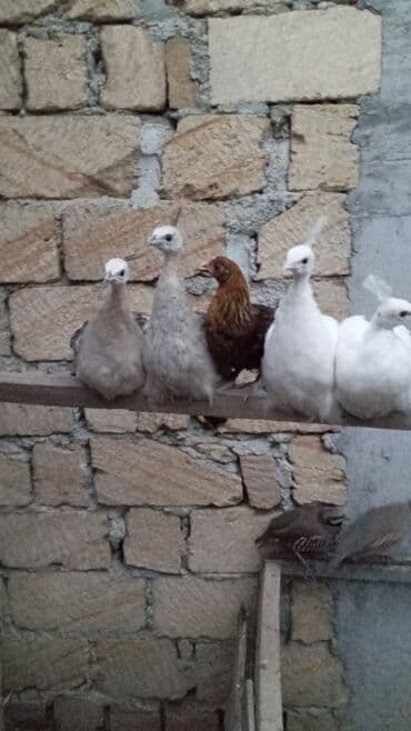 geref quşu: Esil Qafqaz qirqovulu unvan Gence basqa nov wirqovularda var keklik — 5