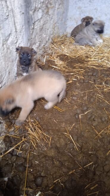 alabay satılır: Qurdbasar, 2 ay, Dişi — 3