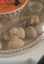 inkubator satisi: 30 yumurta üçün elektrikli inkubator - Model: 30 EGG INCUBATOR — 5