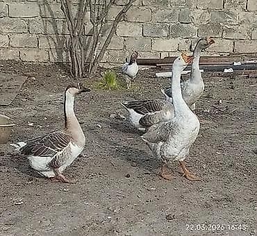 XARMAQOL QAZ BALALARI SATILIR