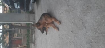 it darağı: Alman çoban iti, 11 ay, Dişi — 2