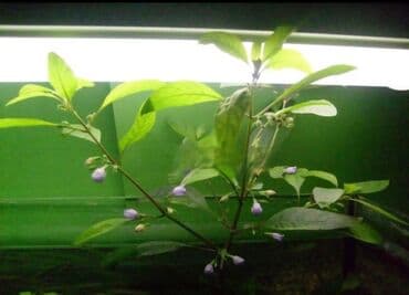 аквариумные рыбы купить: Akvaryum bitkiləri
1 azndən başlayan akvarium bitkilər — 2