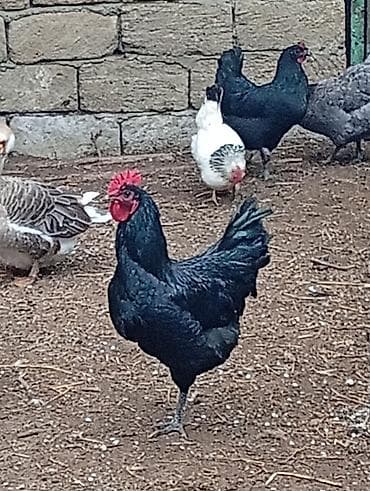 alman avcarkasi: Məhsul: Qara rəngli xoruzlar (yumurta və damazlıq üçün) təmiz — 3