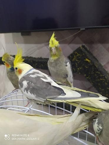 qarğa balası: Salam danisan quslar satilir. Yaslari ferqlidir. Quslar dislemir — 9