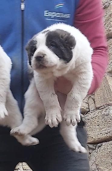 Akvariumlar: Qurdbasar, 1 ay, Dişi — 1