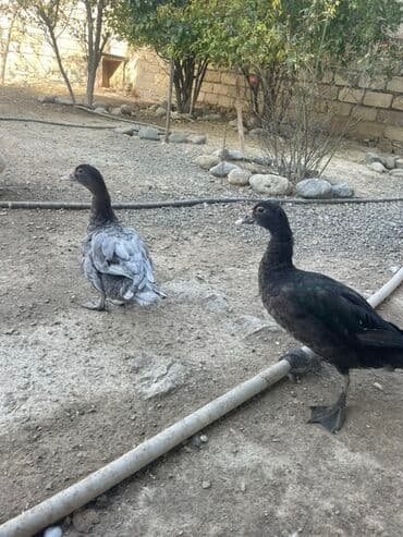 Inəklər, öküzlər: Lal ördəkdilər zümrüdü kül rəngi 5 6 aylıqdılar — 3