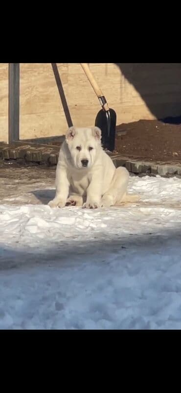 алабай в добрые руки: Алабай — 8