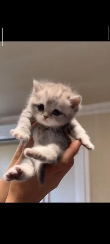 silver sinsila: Şinşilla — 2