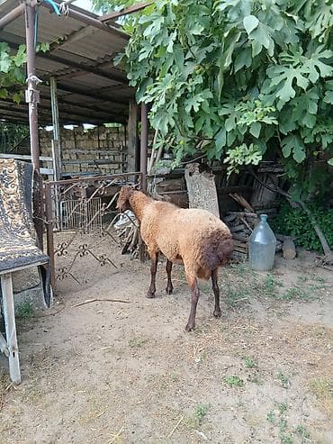 erkey quzu: Salam təmiz qala cinsi qoç satıram yaxşı iri heyvandı saxlanmalı — 7