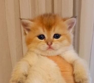 pişiy: Britan, Dişi, Yaxşı əllərə, Ünvandan götürmə — 3