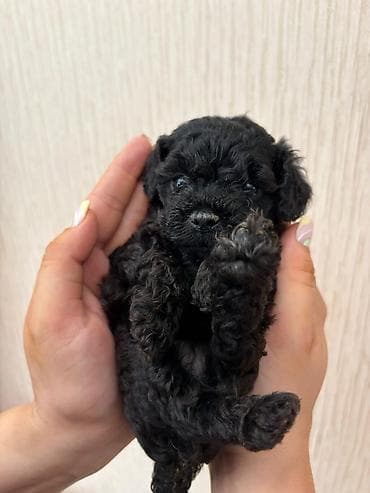 mini toy pudel: Pudel, Peyvəndli — 8