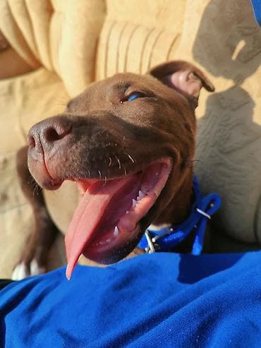 heyvanlar: Pitbul, 8 ay, Erkek, Ünvandan götürmə — 3
