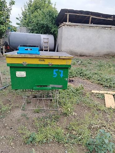 Arı yeşiyi satılır. 260 AZN. Qabaqtepe sortudur. 13 ramka tam arı ilə