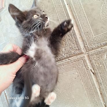 ucuz goyərcinlər: Tabbi, Yaxşı əllərə — 6