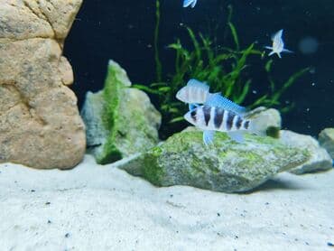 gence dovsan: Cixlid balığı, Sülhsevər — 5