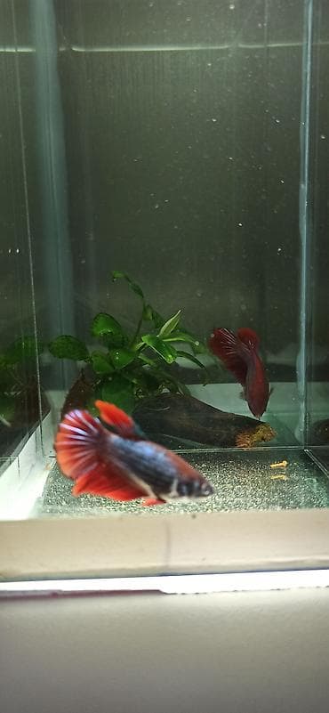bala kirpi: Betta (Petuşok balığı), Yırtıcı — 2