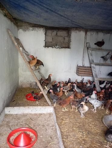Qarışıq yerli cins toyuqlar – yumurta və ətlik istiqamət 2 ay 15