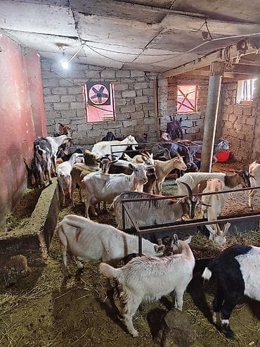 kecı: Heyvandarlıq üçün keçilər sürüsü - Növlər: müxtəlif rəng və cinsli — 8