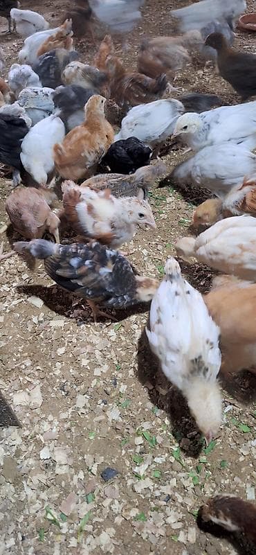 kend cucesi: Toyuq cücələri, Damazlıq — 1