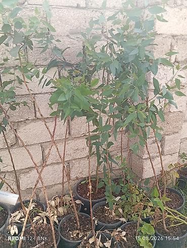 Ekalipt (Eucalyptus) fidanları – qablarda - Bitki növü: Eucalyptus