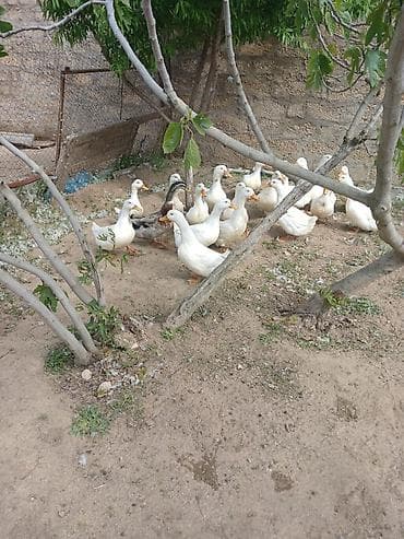 Satılır: ağ Pekin ördəkləri sürüsü - Növ: Pekin (əsasən ağ rəng