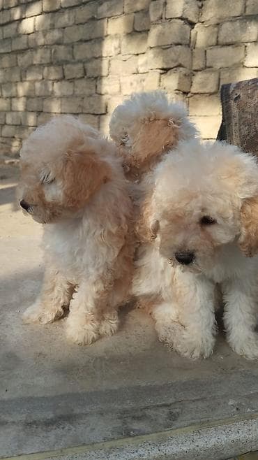 Кошки: Пудель — 4