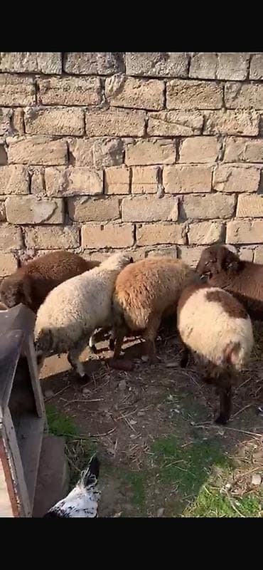 Qazlar: 6 ayliq quzularki erkek Məhsul: Xırda buynuzlu heyvanlar – quzu — 3