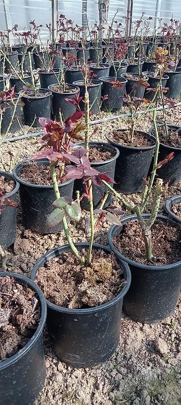 Qızıl gül stilləri. Hamısı tünd qırmızı şar kimi gül açır. Xarici sort