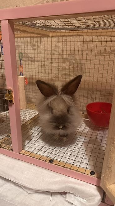 Gəmiricilər: Qefesle birlikde satiram. Evde cox olmuram deye tek qalir xais edirem — 2