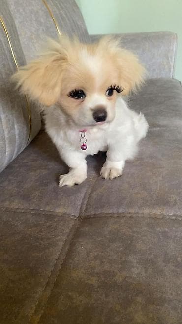 it: Pekines, 5 ay, Erkek — 4