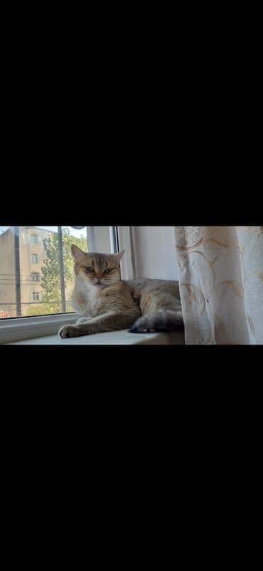 переноска для кошек баку: Pişiklər — 3