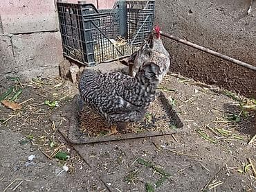 kənd toyuqlarının satışı: Toyuq, Damazlıq, Ünvandan götürmə — 3