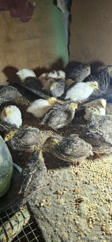 afcarka balası satışı: Bildirçin bir ədədi 1.20 — 2