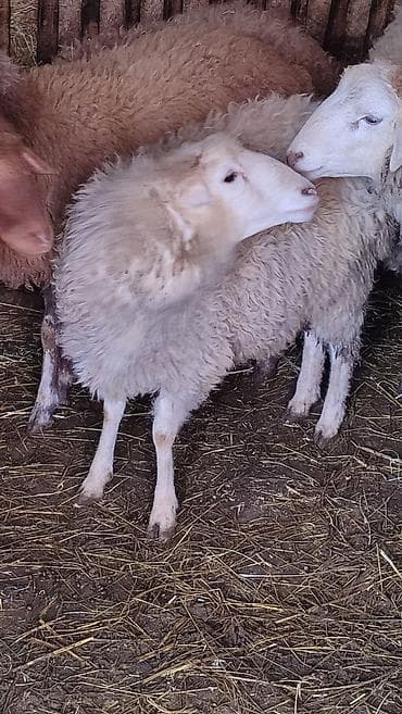 Mal-qara: Erkek quzu Satılır Kürdəxanıdadi sağlam problemsiz heyvandi. Qurbana — 4